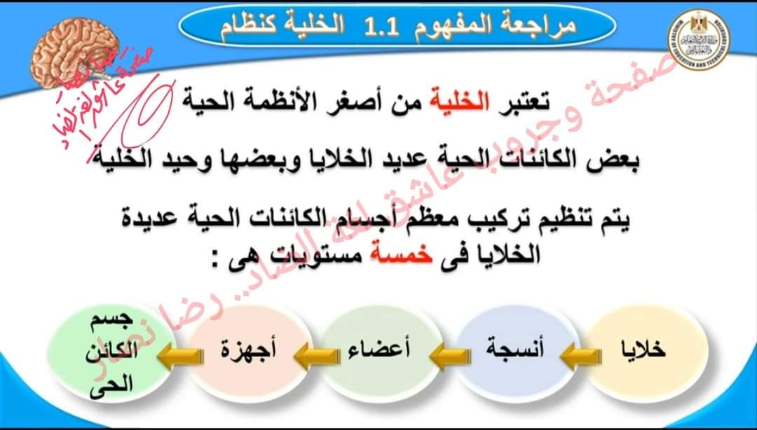 مراجعة منصة البث المباشر المفهوم الاول علوم ستة ابتدائي الترم الاول