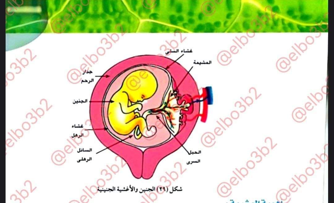 اجابة امتحان النحو للثانوية الأزهرية علمي 2024 - تحميل امتحانات الثانوية الأزهرية