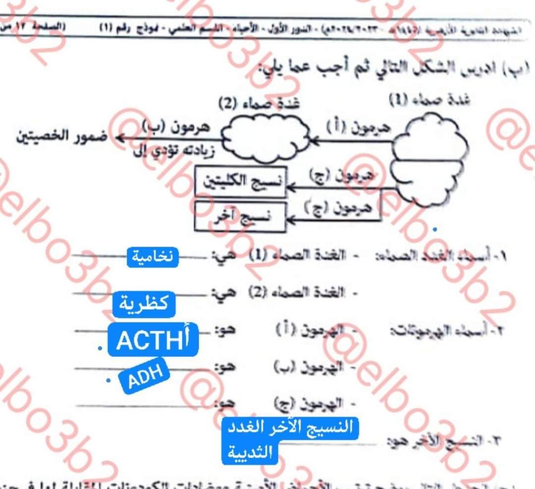 اجابة امتحان النحو للثانوية الأزهرية علمي 2024 - تحميل امتحانات الثانوية الأزهرية