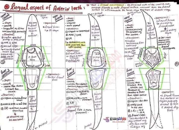 تجميع رسومات لمورفولوجي طب الأسنان