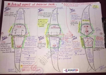 تجميع رسومات لمورفولوجي طب الأسنان