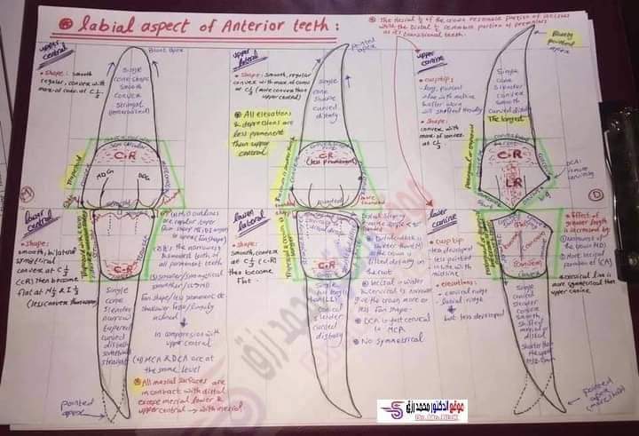 تجميع رسومات لمورفولوجي طب الأسنان